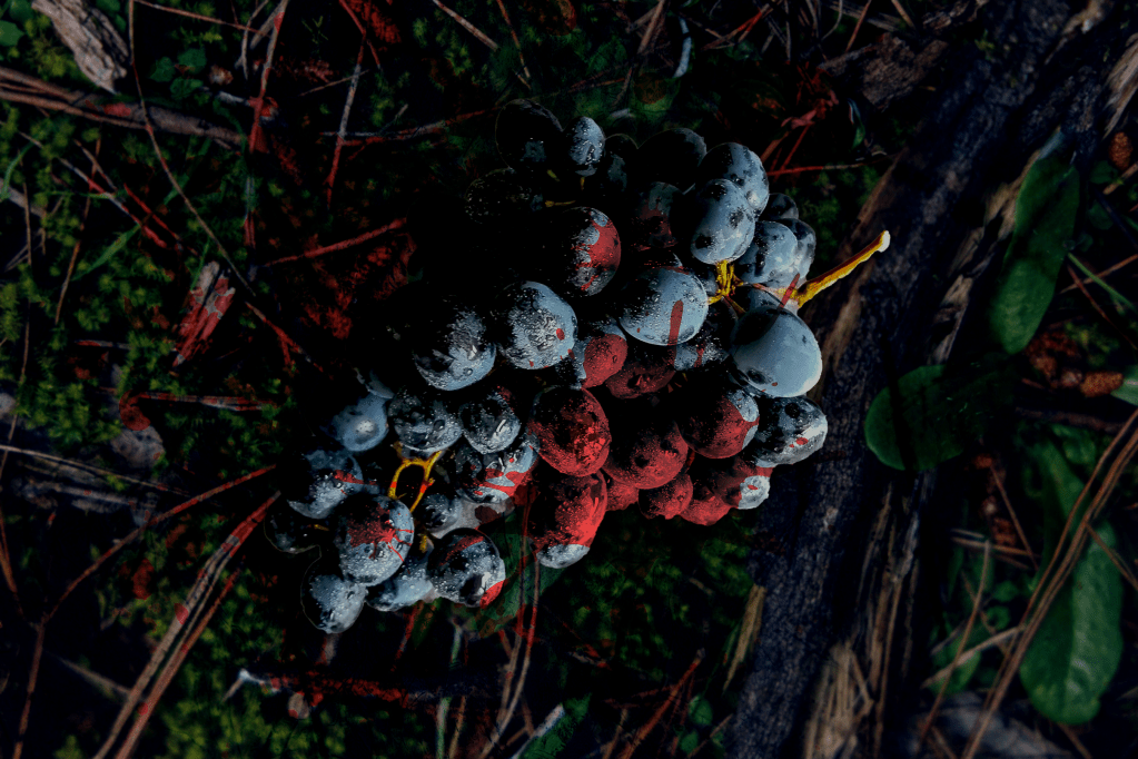 Fiction > Two Angels of&nbsp;Death