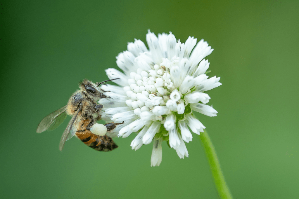 Poetry > The Plant Was Not A&nbsp;Flower