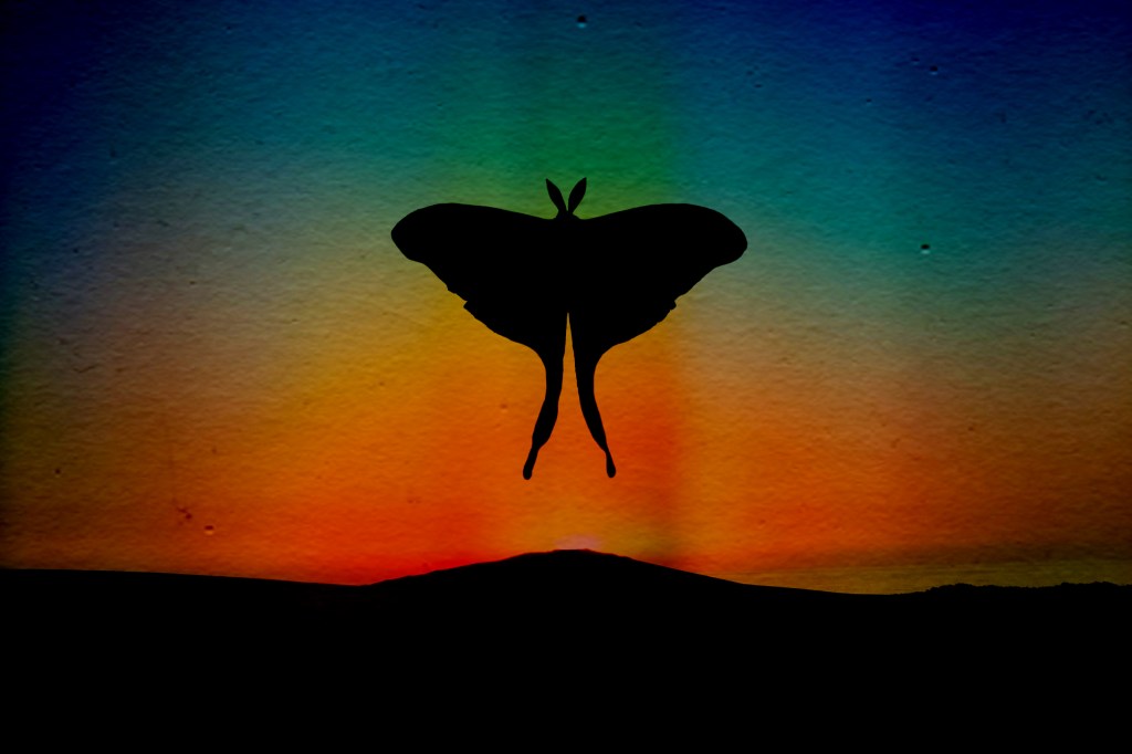 Poetry > Not a&nbsp;Butterfly